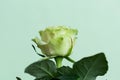 One bud of a white rose on a light green background. Bloom. Close-up. Macro. Royalty Free Stock Photo