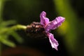 One bud of Wild lavender Royalty Free Stock Photo