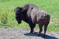 One Buffalo / Bison Bull in the Lamar Valley in Yellowstone National Park in Wyoming USA Royalty Free Stock Photo