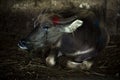 One buffalo sat on the ground in the slaughterhouse. One was crying, with a startled and terrified gesture. Poor eyes