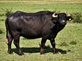 One buffulo looking at the camera, in lake Kerkini, Greece Royalty Free Stock Photo