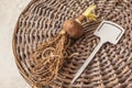 One bulb  of hippeastrum amaryllis   and garden marker  on a wicker circle. Flat lay Royalty Free Stock Photo