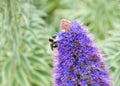 One bumble bee collecting pollen from Echium Candicans flowers Royalty Free Stock Photo