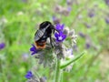 One bumblebee on blooming wild plant, Lithuania Royalty Free Stock Photo