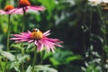 One Bumblebee Pollinates Echinacea Purpurea Flowers In The Garden