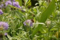 One bumblebee, purple flowers and green leaves