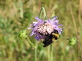 One bumblebee on blooming wild plant, Lithuania Royalty Free Stock Photo