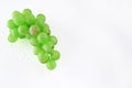 One bunch of green grapes with water drops isolated and on white background with clipping path Royalty Free Stock Photo