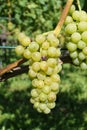 Harvesttime: a bunch of sweet white grapes