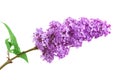 One Bunch Of Purple Lilacs On A White Background With Leaves