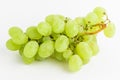 One bunch of ripe organic white grapes isolated on white background, top view Royalty Free Stock Photo