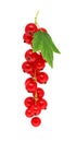 One bunch of ripe redcurrant with green leaf (isolated)
