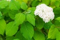 One bunch of white flowers hydrangea Royalty Free Stock Photo