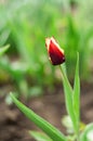 One burgundy red tulip in the flowerbed. green blurred background, flower meadow Royalty Free Stock Photo