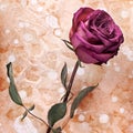 One burgundy rose flower on painted crumpled aged paper background close up, holiday invitation or greeting card design Royalty Free Stock Photo