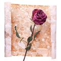 One burgundy rose flower on painted crumpled aged paper background close up isolated on white, holiday invitation or greeting card Royalty Free Stock Photo