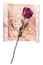 One burgundy rose flower on painted crumpled aged paper background close up on white, holiday invitation or greeting card