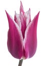 One burgundy tulip on white