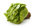 Butter Lettuce Isolated on White Background Royalty Free Stock Photo