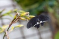 One butterfly with black spread wings sitting at the end of a twig with flowers