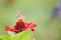 One butterfly on flowers