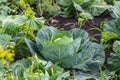 One cabbage grows in a market garden Royalty Free Stock Photo