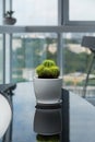 One cactus on glossy black table. House plant in the room. Modern interior. Royalty Free Stock Photo