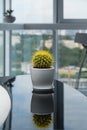 One cactus on glossy black table. House plant in the room. Modern interior. Royalty Free Stock Photo