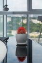 One cactus on glossy black table. House plant in the room. Modern interior. Royalty Free Stock Photo