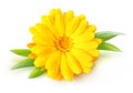 One calendula marigold flower isolated on white Royalty Free Stock Photo