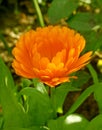 One calendula orange flower Royalty Free Stock Photo