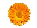 One calendula orange flower isolated on white Royalty Free Stock Photo