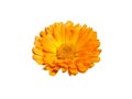 One calendula orange flower isolated on white Royalty Free Stock Photo