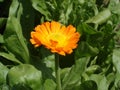 One calendula orange flower on a sunny day Royalty Free Stock Photo