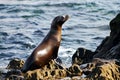 Sea lion, La Jolla Cove Royalty Free Stock Photo