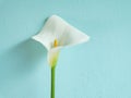 One calla lily flower on soft focus blue stucco wall background with copy space. Spring or Easter elegant greetings card Royalty Free Stock Photo