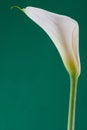 One calla lily on green background in vertical format