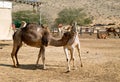 One camel bites the other by the neck