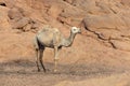 One camel in a desert in Egypt