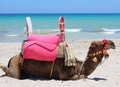 One camel lies by the sea. Camel on the tourist coast