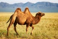 One camel in mongolia