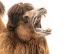 One Camel portrait mouth open