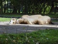 One Camel is lazy in the sun