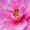One Camellia Royalty Free Stock Photo