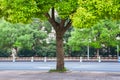 One camphor tree in the city Royalty Free Stock Photo