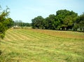 Freshly mowed pasture will become hay Royalty Free Stock Photo