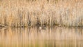 One canada goose isolated on the Minnesota river in a sea of reeds and cattails and reflection in spring