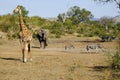 One cape giraffe one african elephant and five zebras