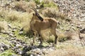 One Capra aegagrus cretica wild animal in Greek mountains Royalty Free Stock Photo