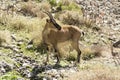 One Capra aegagrus cretica wild animal in Greek mountains